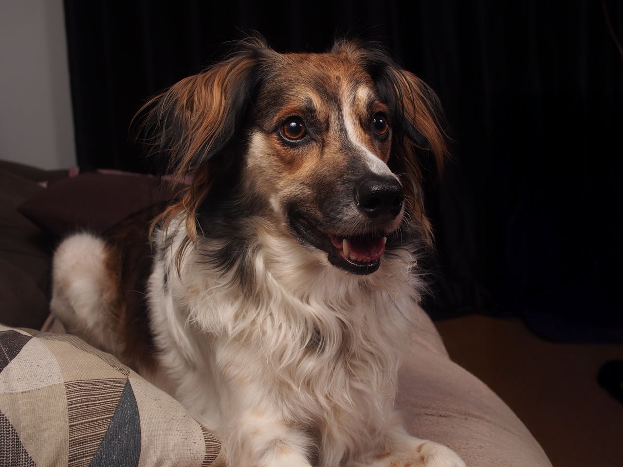 Premier-Property-Management-pet-dog-in-home